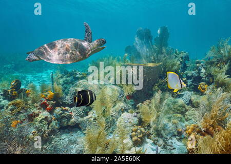 Submarino de arrecifes de coral del Caribe con una tortuga de mar verde y peces tropicales, Martinica, Antillas Menores Foto de stock