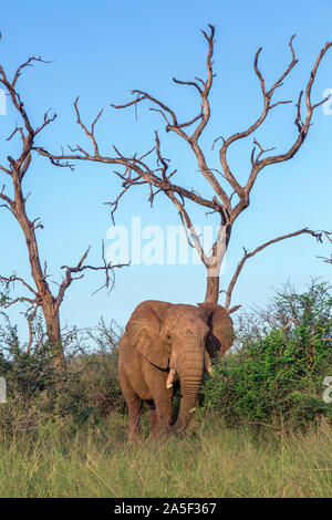 Bush africano Elefante en árbol muerto paisaje en el Parque Nacional Hlane, Swazilandia ; especie Loxodonta africana, familia de los Elephantidae