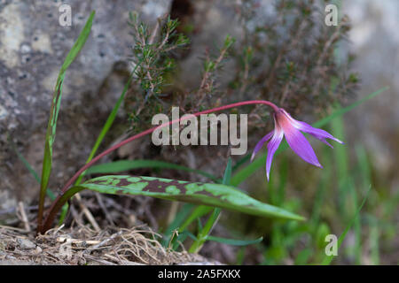 Dientes del perro Violeta (Erythronium dens-canis) flor Foto de stock