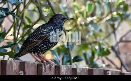 Solo starling sentado en una valla Foto de stock