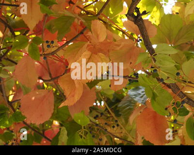 El inicio del otoño muestra sus efectos en la naturaleza. Las hojas están volviendo amarillo, naranja y rojo, como en esta vid.