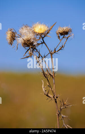 El Cardo Mariano flores secas con semillas aislado sobre fondo blanco.  Planta medicinal Fotografía de stock - Alamy