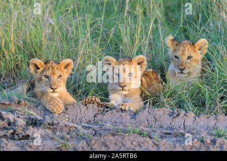 León Africano, Panthera leo, tres cachorros, Reserva Nacional de Masai Mara, Kenya, Africa.