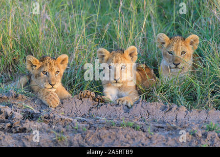 León Africano, Panthera leo, tres cachorros, Reserva Nacional de Masai Mara, Kenya, Africa.
