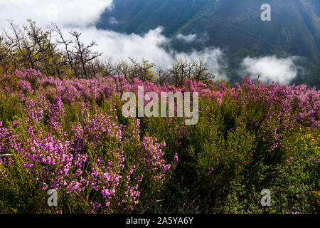 Brezo (Erica australis), Fuentes del Narcea, Degaña e Ibias Parque Natural, Asturias, España, Europa Foto de stock