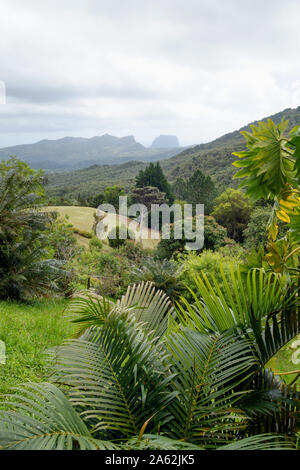 Mauricio - rainforest paisajes paisaje en el Parque Nacional Black River Gorges, área sur oeste de Isla Mauricio Foto de stock