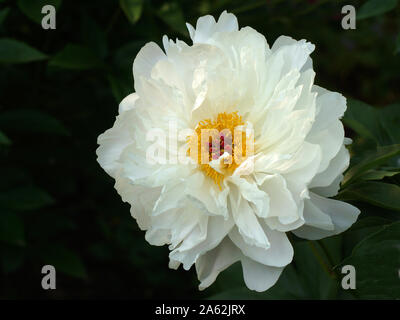 Paeonia Orchid Anne. Doble peonía blanca. Paeonia lactiflora (Chino o peonía peonía jardín común). Hermoso color blanco y rosa peonías