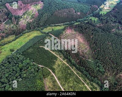 Los daños forestales en el parque natural del Parque Arnsberger Wald, Sauerland, cerca de Warstein, Alemania Foto de stock