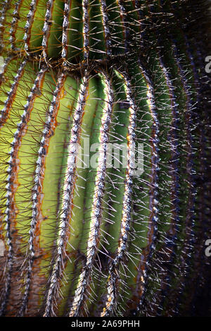Barril gigante cactus endémicos (Ferocactus diguetii), Isla Santa Catalina, Golfo de California (Mar de Cortés), Baja California Sur, México, América del Norte Foto de stock