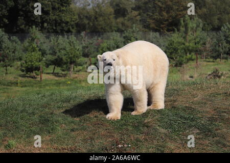 Oso Polar macho, Nissan, en Yorkshire Wildlife Park (Ursus maritimus) Foto de stock