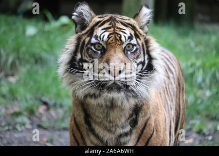 Primer plano de Daseep el tigre de Sumatra (Panthera tigris sumatrae)