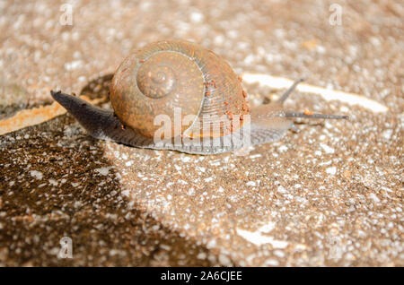 Espiral de caracol de Shell Foto de stock