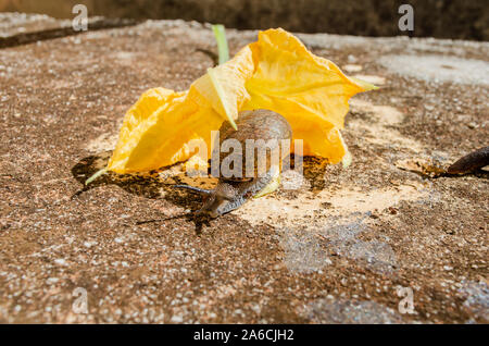 Snail Crawling de flor Foto de stock