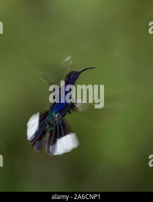 Un hombre Violet Sabrewing Hummingbird, Campylopterus hemileucurus, fotografiados con una combinación de luz ambiental y de flash de alta velocidad.