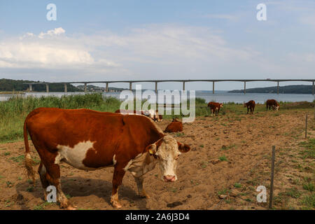 Vacas vacas Roja danesa en frente del fiordo de Vejle Bridge ( Vejlefjordbroen) son vistos en Vejle, Dinamarca el 30 de julio de 2019 el puente sobre el fiordo de Vejle es 1712 m de largo, el tramo más largo es de 110 m, y la holgura máxima del mar es de 40 m. © Michal Fludra / Alamy Live News