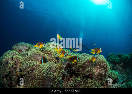 Reefscapes del Mar Rojo. Foto de stock