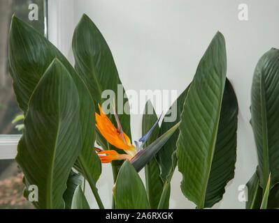 Strelitzia como planta de interior en flor - Ave del Paraiso Fotografía de  stock - Alamy