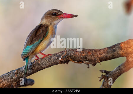Brown-hooded Kingfisher - Halcyon albiventris pájaro con pico rojo y azul brouwn regresar de África al sur del Sahara, que viven en los bosques, matorral, bosque Foto de stock