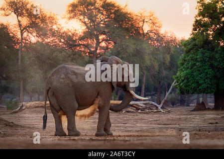 Bush - Elefante Africano Loxodonta africana en Mana Pools National Park en Zimbabwe, de pie en el bosque verde y comer o buscando las hojas.