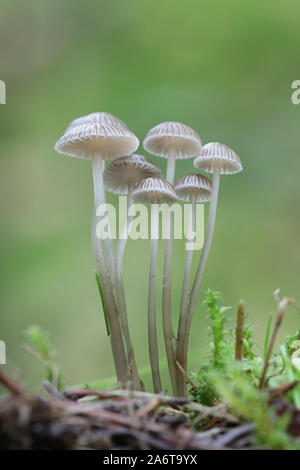 Mycena cinerella mealy, conocido como el capot, setas silvestres de Finlandia