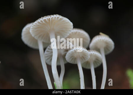 Mycena cinerella mealy, conocido como el capot, setas silvestres de Finlandia