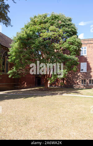 Paperbark maple (Acer griseum) árbol urbano, Fulham Palace Gardens, London SW6 Foto de stock