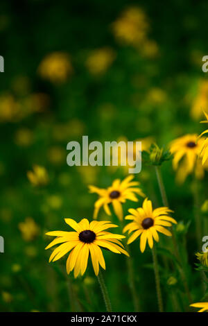 Rudbeckia fulgida var. deamii,Deam's coneflower,amarillo daisy-como flores,la floración,perenne,RM Floral Foto de stock