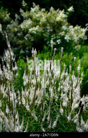 Veronicastrum virginicum var incarnatum álbum ,culver's root, Tall spires ,espigas, flores blancas ,inflorescencia,perenne ,Floral RM Foto de stock