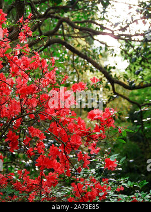 Montaña Roja azalea flores en plena floración Foto de stock