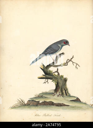 Cordonbleu rojo-cheeked, Uraeginthus bengalus. (Curva azul finch, Fringilla Handcolored copperplate benghalus.) grabado de una Ilustración por William Hayes, desde retratos de pájaros raros y curiosos de la Menagery de Osterly Park, Londres, Bulmer, 1794.
