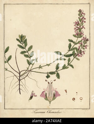 Camedrio, Teucrium chamaedrys de pared. Copperplate Handcolored grabado por F. Guimpel del Dr. Friedrich Gottlob Hayne's Botánica Médica, Berlín, 1822. Hayne (1763-1832) fue un botánico alemán, boticario y profesor de botánica farmacéutica en la Universidad de Berlín.