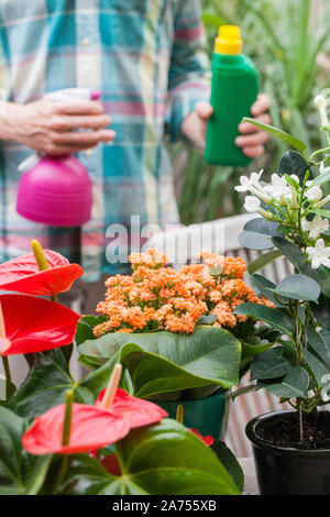 Cuidados de flores y riego. suelos y fertilizantes. hortensia. La primavera  y el verano. Flores de invernadero. mujer alegre y jardinero con flores.  Mujer Cuidado de Fotografía de stock - Alamy