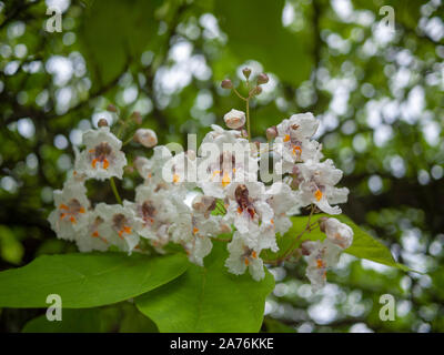 Las flores de un indio Catalpa bignonioides Bean Tree (Árbol) calle Kennington, Londres SE11 UK
