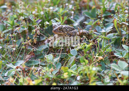 Toad (Oriental Americana Anaxyrus americanus) (anteriormente enumerados como Bufo americanus), Cherry Hill, Nova Scotia, Canadá Foto de stock