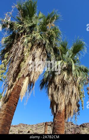 Especies emblemáticas de Palm Canyon en el desierto de Colorado, comúnmente como California Fan Palm, y reconocido como Washingtonia filifera botánica. Foto de stock