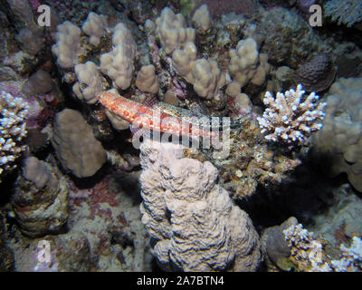 Un abigarrado Lizardfish (Synodus variegatus) Foto de stock