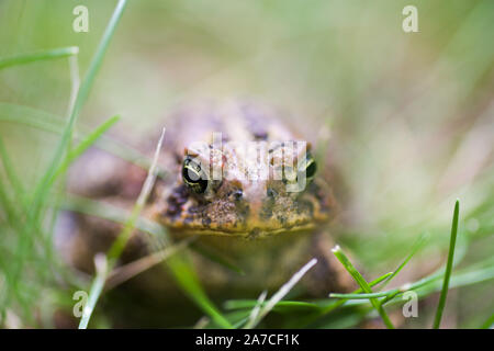 Toad (Oriental Americana Anaxyrus americanus americanus) Foto de stock