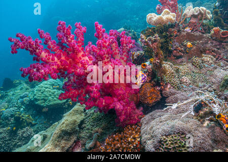 Arrecifes de coral en el Pacífico Sur Foto de stock