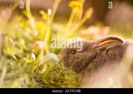 Lindo pelo gris japonés conejo enano, aspirando a las malezas en un jardín.