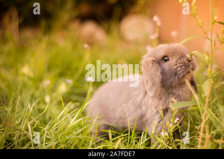 Lindo pelo gris conejo enano japonés, con orejas colgantes en un jardín olfateando en tallos de pasto