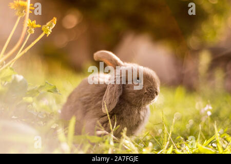 Lindo pelo gris conejo enano japonés, con una oreja colgando sentada en un jardín mirando a la cámara.