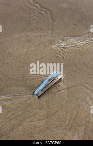 Una concha de almeja navaja de afeitar o pescado cáscara vacía sobre una playa arenosa con patrones en la arena mojada. Foto de stock