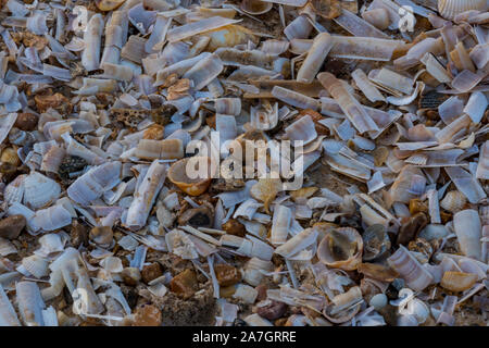 Cerca de un gran número de conchas de almeja navaja arrastrados hasta una playa en Holkham en Norfolk del norte. Foto de stock