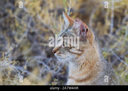 Gato Montés africano (Felis silvestris lybica), retrato de animales, el desierto de Kalahari, el Parque Transfronterizo Kgalagadi, Sudáfrica Foto de stock