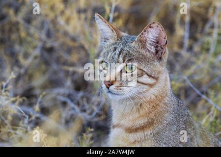 Gato Montés africano (Felis silvestris lybica), retrato de animales, el desierto de Kalahari, el Parque Transfronterizo Kgalagadi, Sudáfrica Foto de stock
