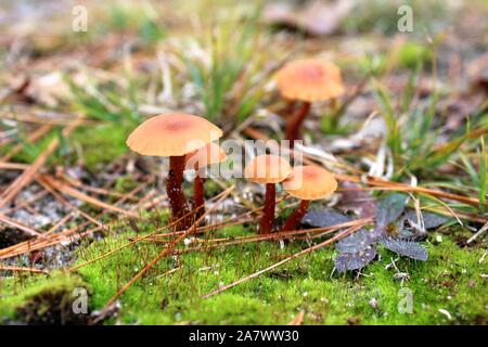 Otoño Galerina pequeños hongos en un césped de musgo Foto de stock
