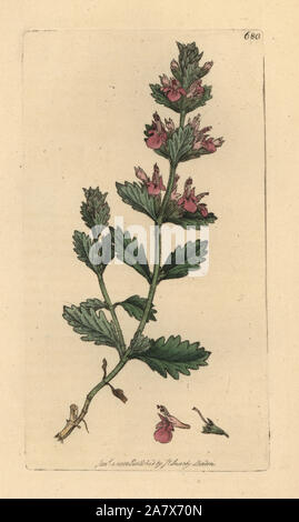 Camedrio, Teucrium chamaedrys de pared. Copperplate Handcolored grabado después de un dibujo por James Sowerby para James Smith's English botánica, 1800.