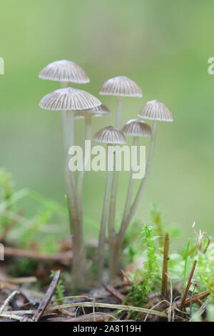 Mycena cinerella mealy, conocido como el capot, setas silvestres de Finlandia