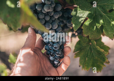 Un agricultor posee grandes y pesados, un racimo de uva en los viñedos de la Provenza - Industria de la uva en Francia Foto de stock