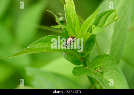 Pantano Pantano escarabajo sobre Asclepias Asclepias Foto de stock